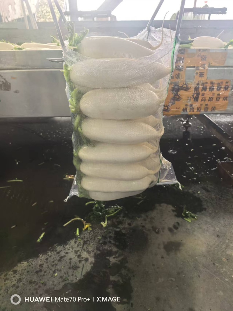 湖北白萝卜/诚信经营/大量供应/保质保量