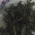 地皮菜雷公菜地软野生