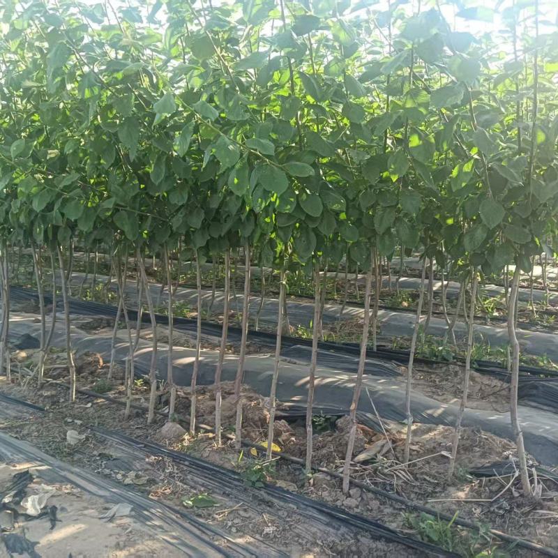 西梅树苗/塔尔玛/法兰西/艾琳娜/新梅4号/斯坦蕾/蓝蜜