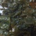 地皮菜雷公菜地软野生