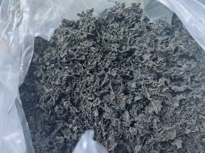 地皮菜雷公菜地软野生