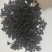 地皮菜雷公菜地软野生