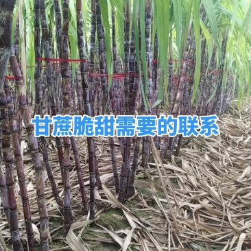 河南封丘黑皮甘蔗