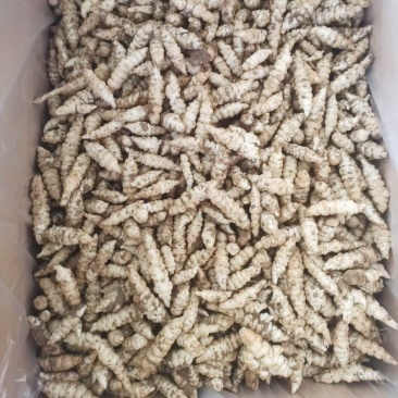 精品螺丝菜
