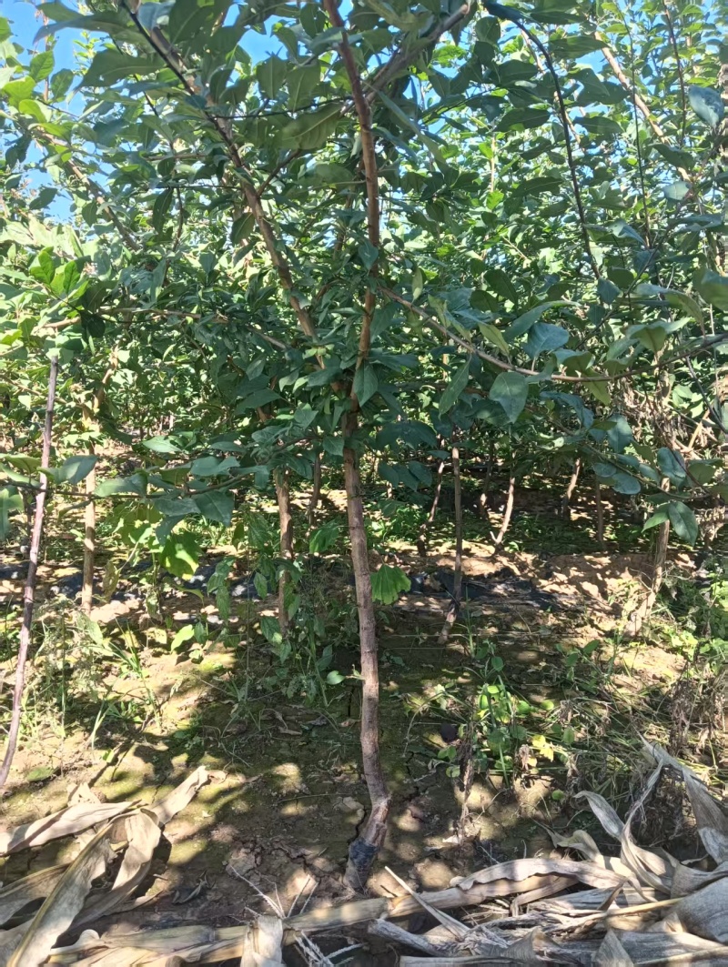 西梅树苗/塔尔玛/法兰西/艾琳娜/新梅4号/斯坦蕾/蓝蜜