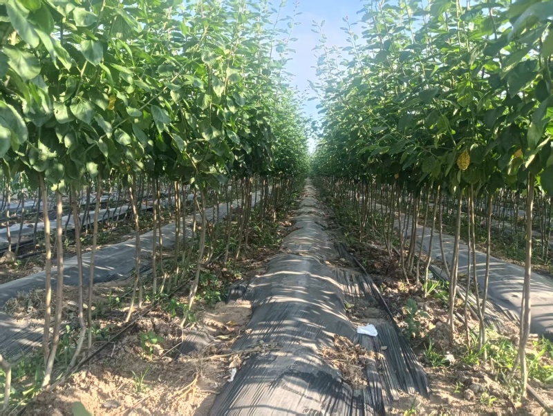 西梅树苗/塔尔玛/法兰西/艾琳娜/新梅4号/斯坦蕾/蓝蜜