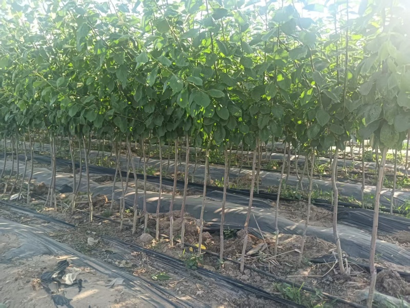 西梅树苗/塔尔玛/法兰西/艾琳娜/新梅4号/斯坦蕾/蓝蜜