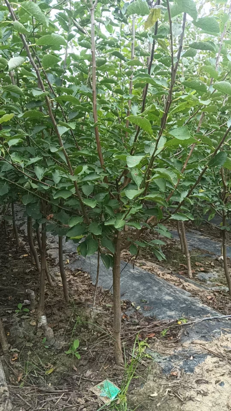 西梅树苗/塔尔玛/法兰西/艾琳娜/新梅4号/斯坦蕾/蓝蜜
