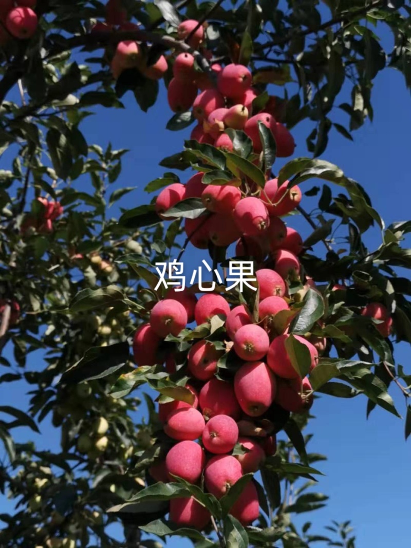 乐琪/鸡心果/黄金维纳斯/富士/瑞雪寒富/王林苹果苗