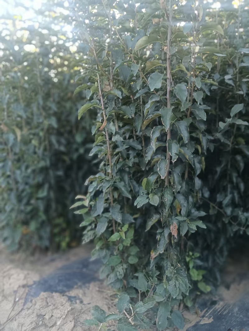 乐琪/鸡心果/黄金维纳斯/富士/瑞雪寒富/王林苹果苗