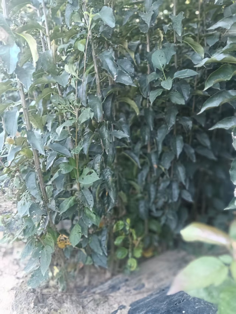 乐琪/鸡心果/黄金维纳斯/富士/瑞雪寒富/王林苹果苗