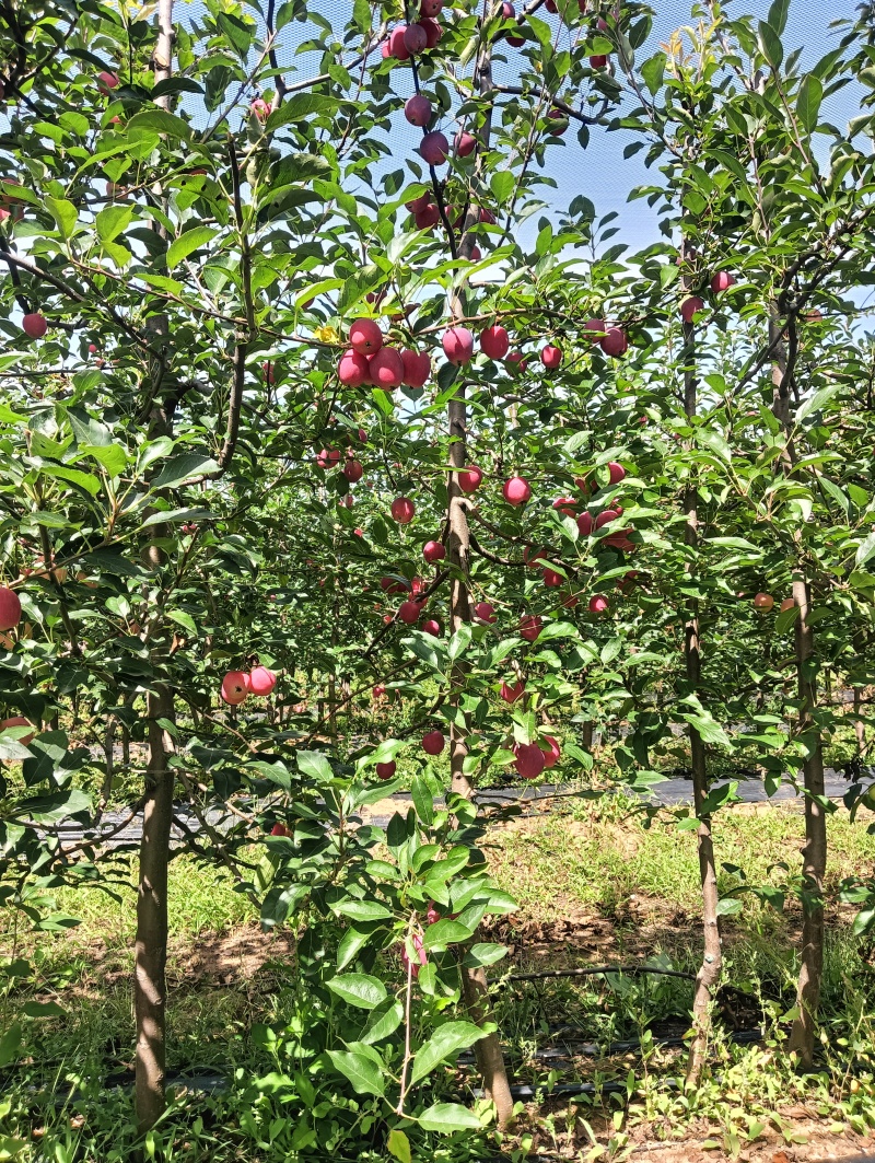 乐琪/鸡心果/黄金维纳斯/富士/瑞雪寒富/王林苹果苗