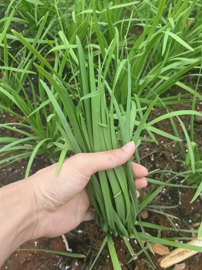 韭菜