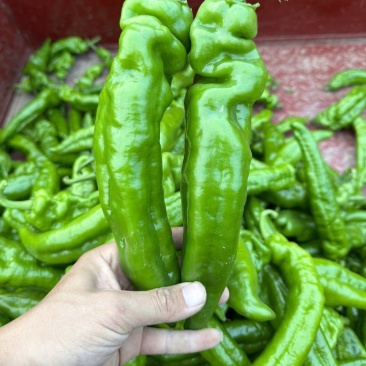 鲜辣椒安徽301泡椒线椒螺丝椒青皮椒代收代发全国