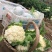 有机松花菜安徽菜花小米粒白面青梗散花一手货源代发