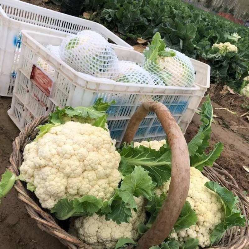 有机松花菜安徽菜花小米粒白面青梗散花一手货源代发