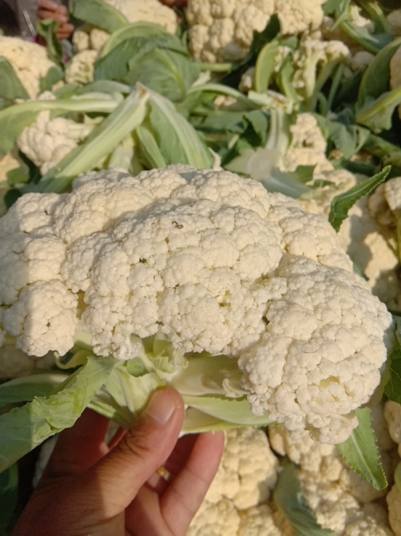 有机松花菜安徽菜花小米粒白面青梗散花一手货源代发
