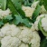 有机松花菜安徽菜花小米粒白面青梗散花一手货源代发