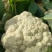 有机松花菜安徽菜花小米粒白面青梗散花一手货源代发