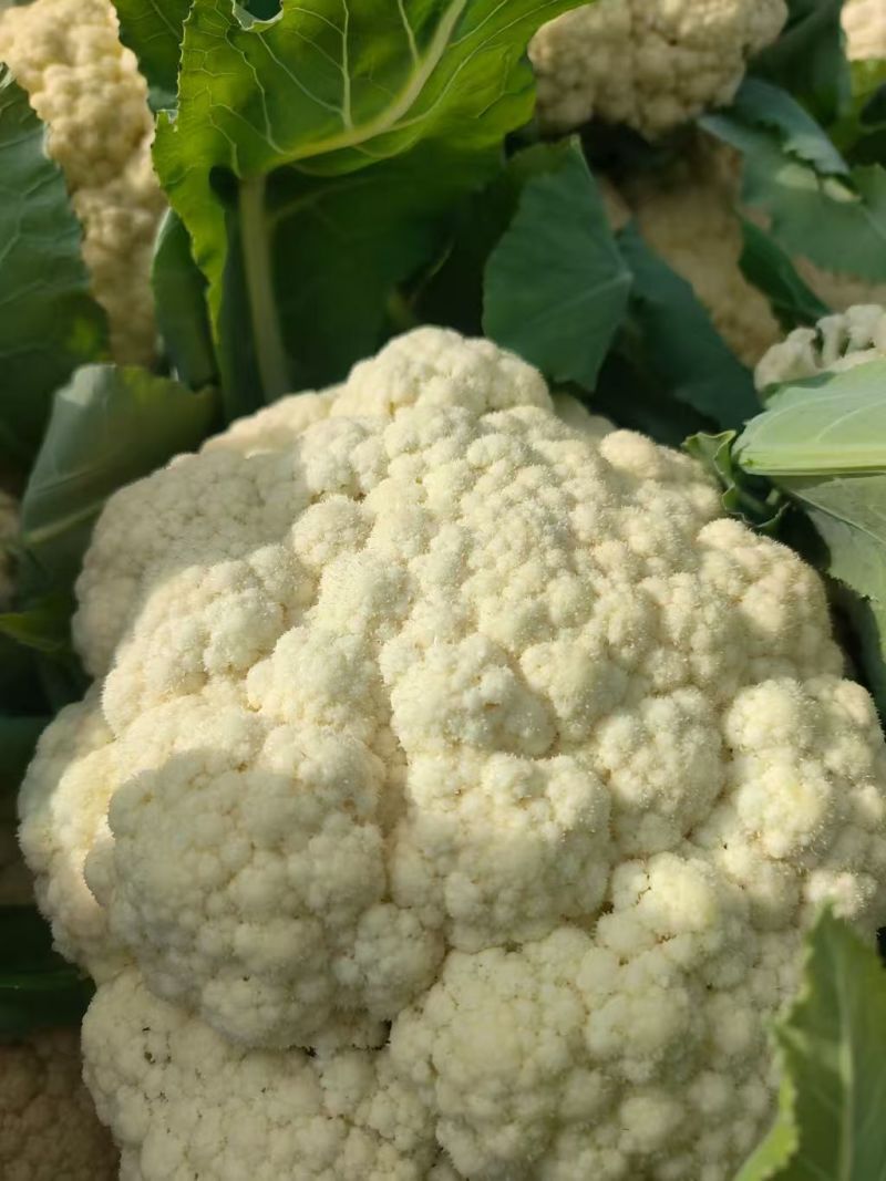 有机松花菜安徽菜花小米粒白面青梗散花一手货源代发