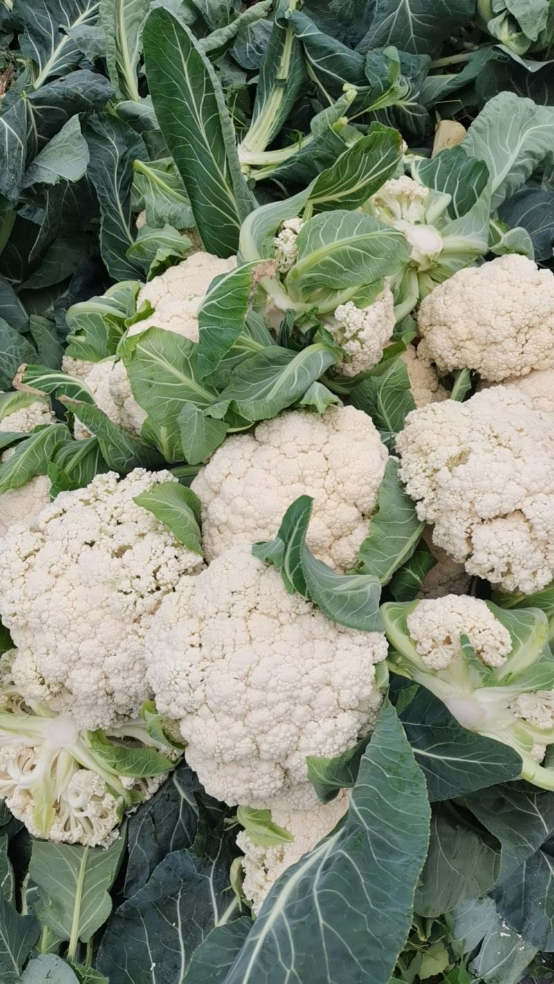 有机松花菜安徽菜花小米粒白面青梗散花一手货源代发