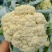 有机松花菜安徽菜花小米粒白面青梗散花一手货源代发