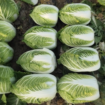 【推荐】山东黄心白菜大量上市一手货源直供全国批发市场
