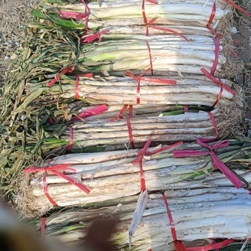 合阳长白大葱