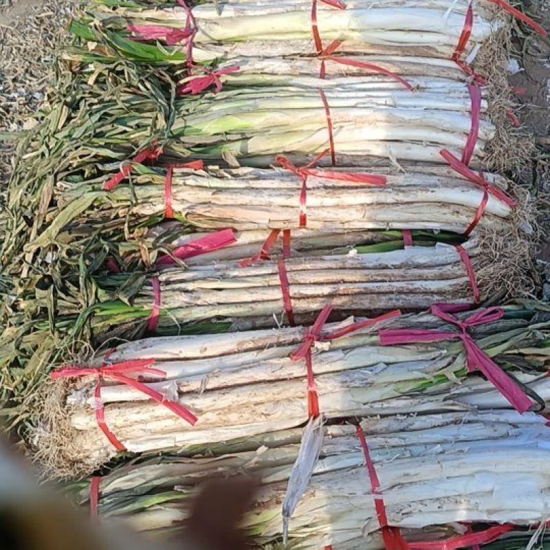 合阳长白大葱