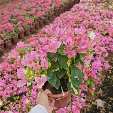 三角梅小苗盆栽小红盆高度30到40厘米现货