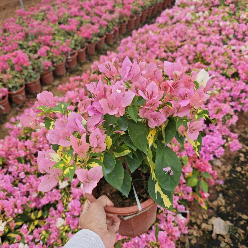 三角梅小苗盆栽小红盆高度30到40厘米现货