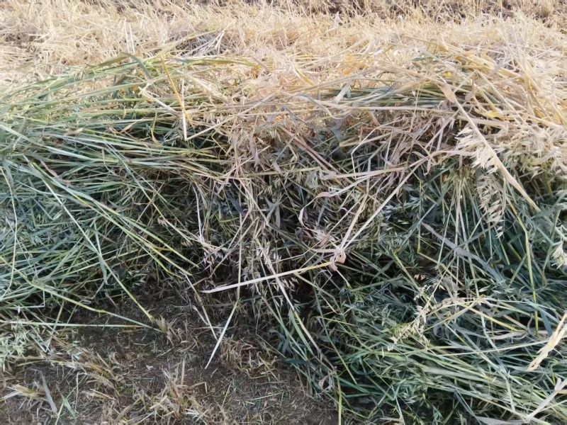 本人有500亩燕麦草，现已打捆成包！急售！