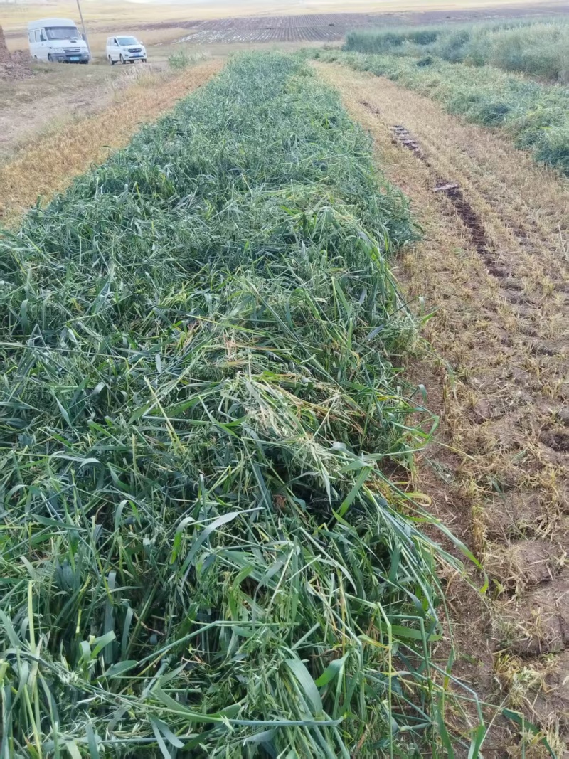 本人有500亩燕麦草，现已打捆成包！急售！