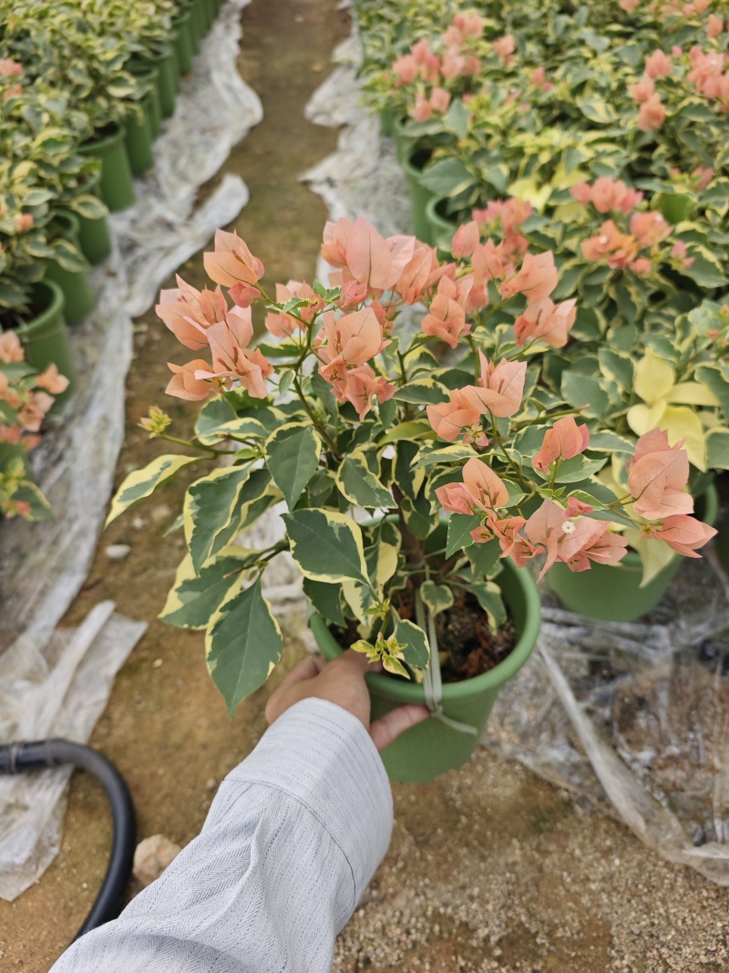 三角梅小苗盆栽小红盆高度30到40厘米现货