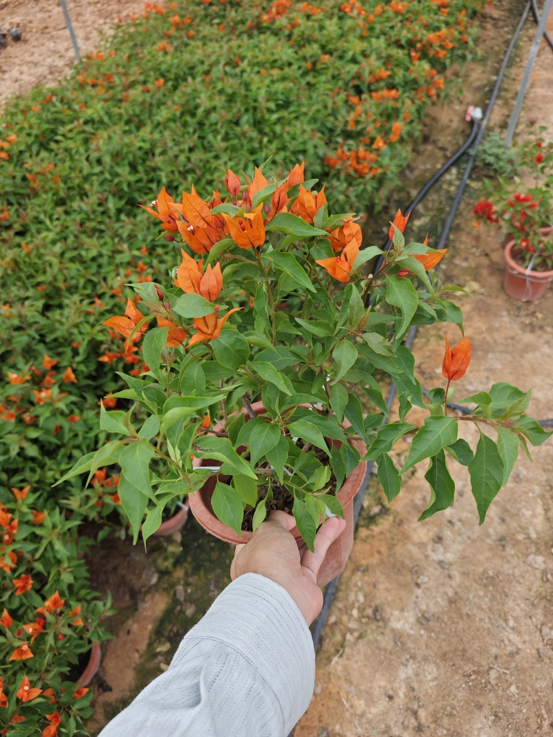 三角梅小苗盆栽小红盆高度30到40厘米现货