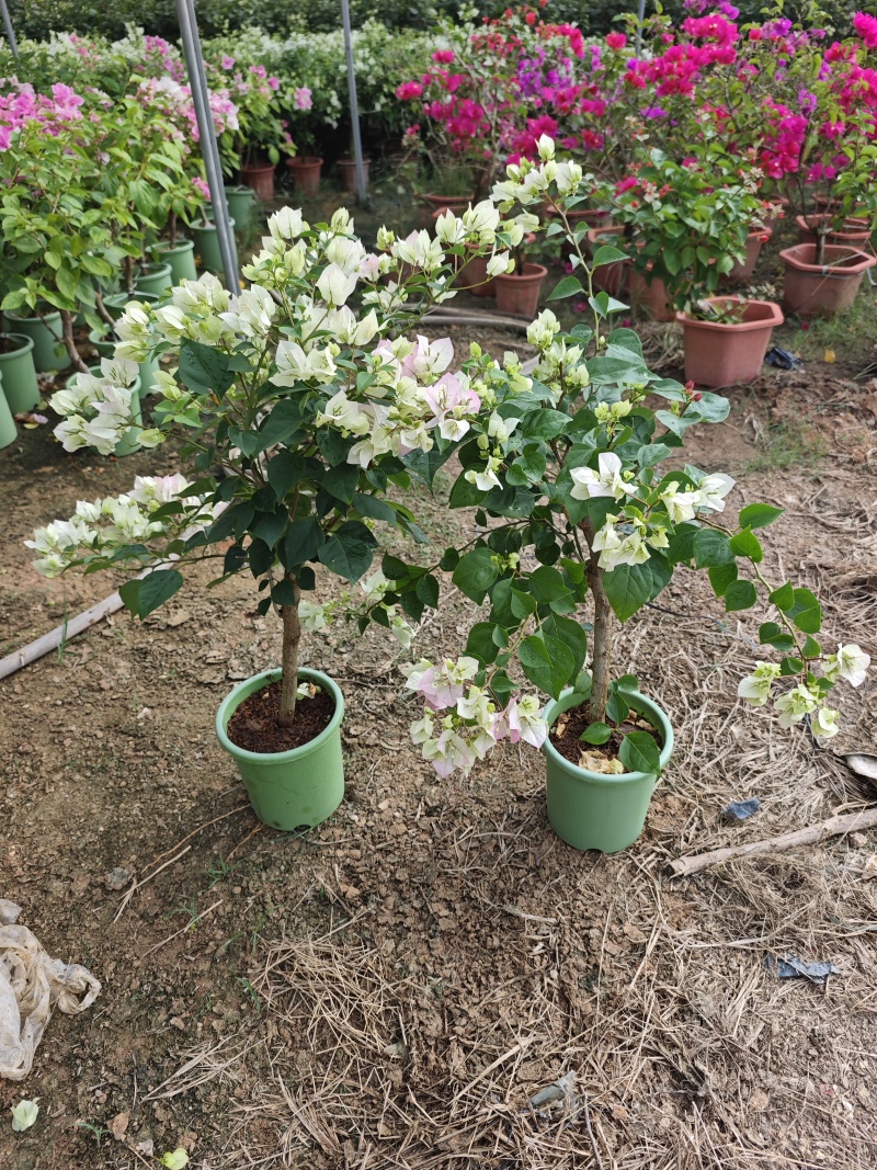 三角梅小苗盆栽小红盆高度30到40厘米现货