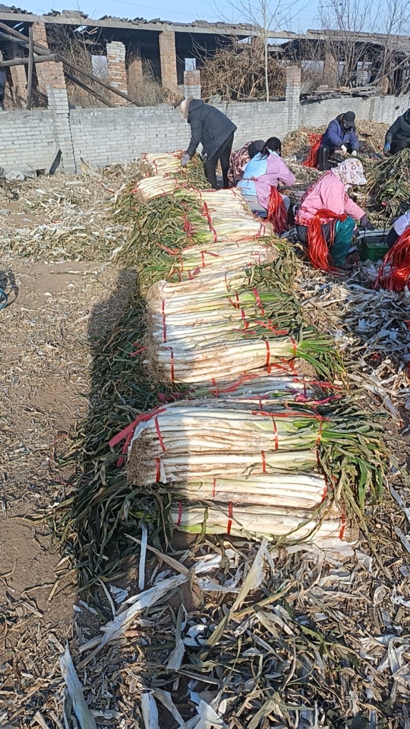 合阳长白大葱
