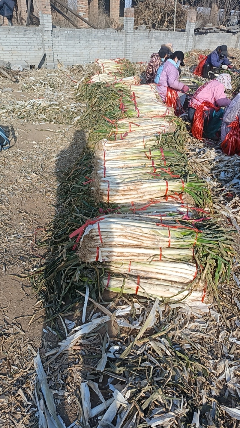 合阳长白大葱