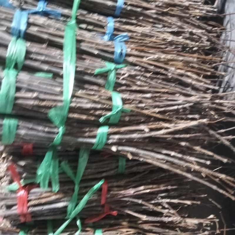 金蝉卵枝