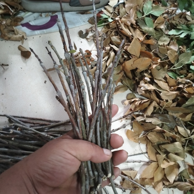 金蝉卵枝