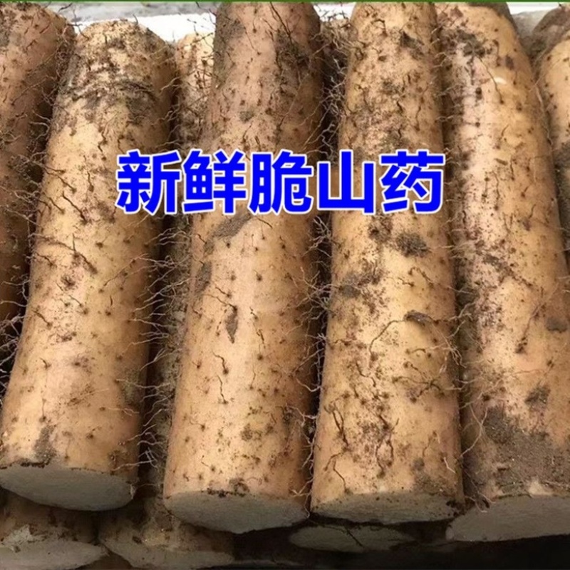 贵州山药电商一件带发顺丰发货欢迎电商对接，24小时发货