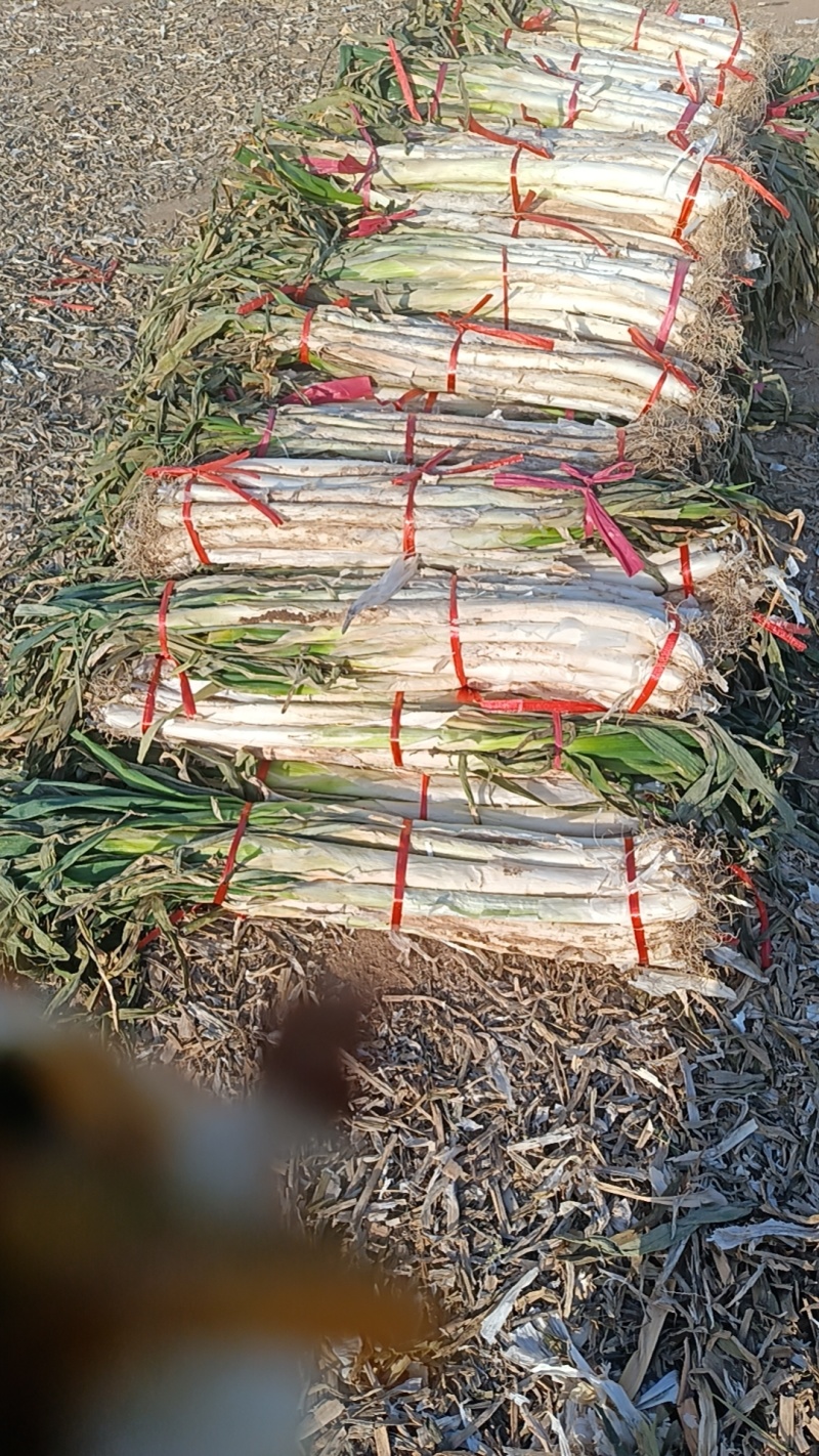 合阳长白大葱