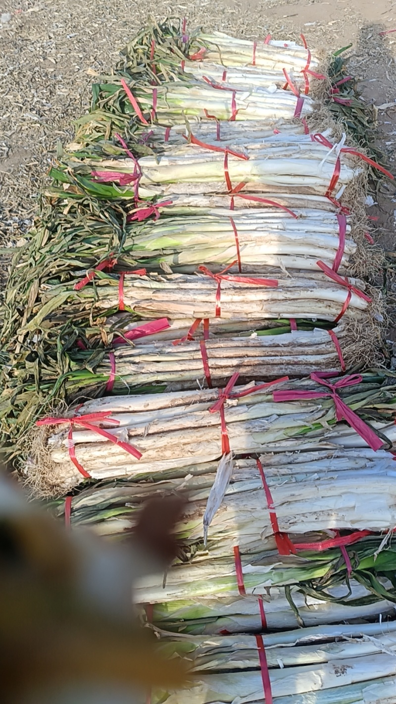 合阳长白大葱