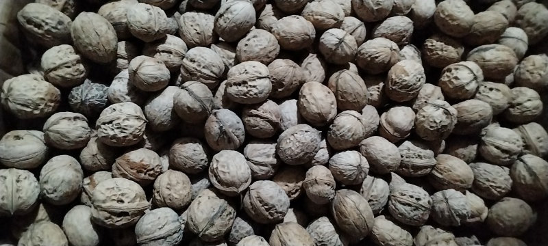伊犁核桃