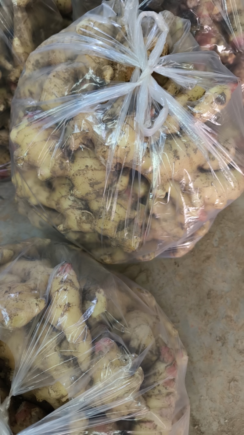 华州生姜大量上市，姜块肥大，辣味香浓，产地直釆，需要联糸