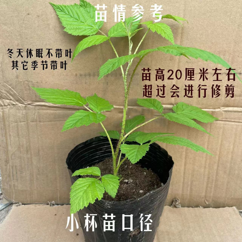 树莓苗丹东树莓组培脱毒苗