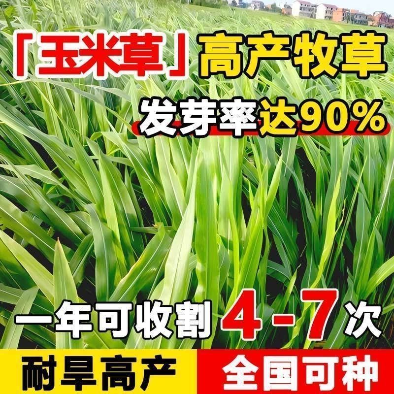 墨西哥玉米草种籽牧草种子养殖畜牧再生牛羊猪兔鱼
