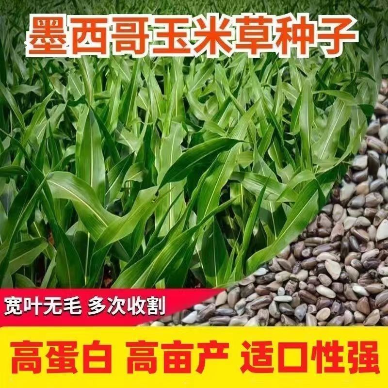 墨西哥玉米草种籽牧草种子养殖畜牧再生牛羊猪兔鱼