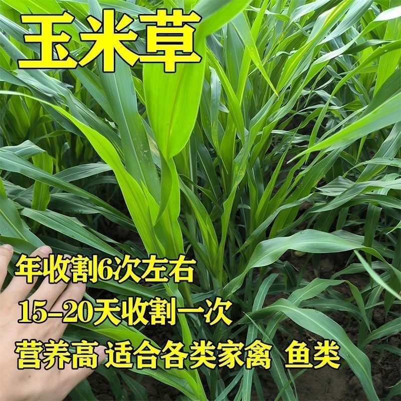 墨西哥玉米草种籽牧草种子养殖畜牧再生牛羊猪兔鱼