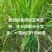 墨西哥玉米草种籽牧草种子养殖畜牧再生牛羊猪兔鱼